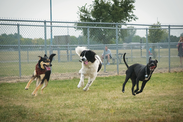 1090 Dog Park Thumbnail