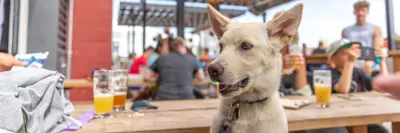 A dog enjoying the patio atmosphere 