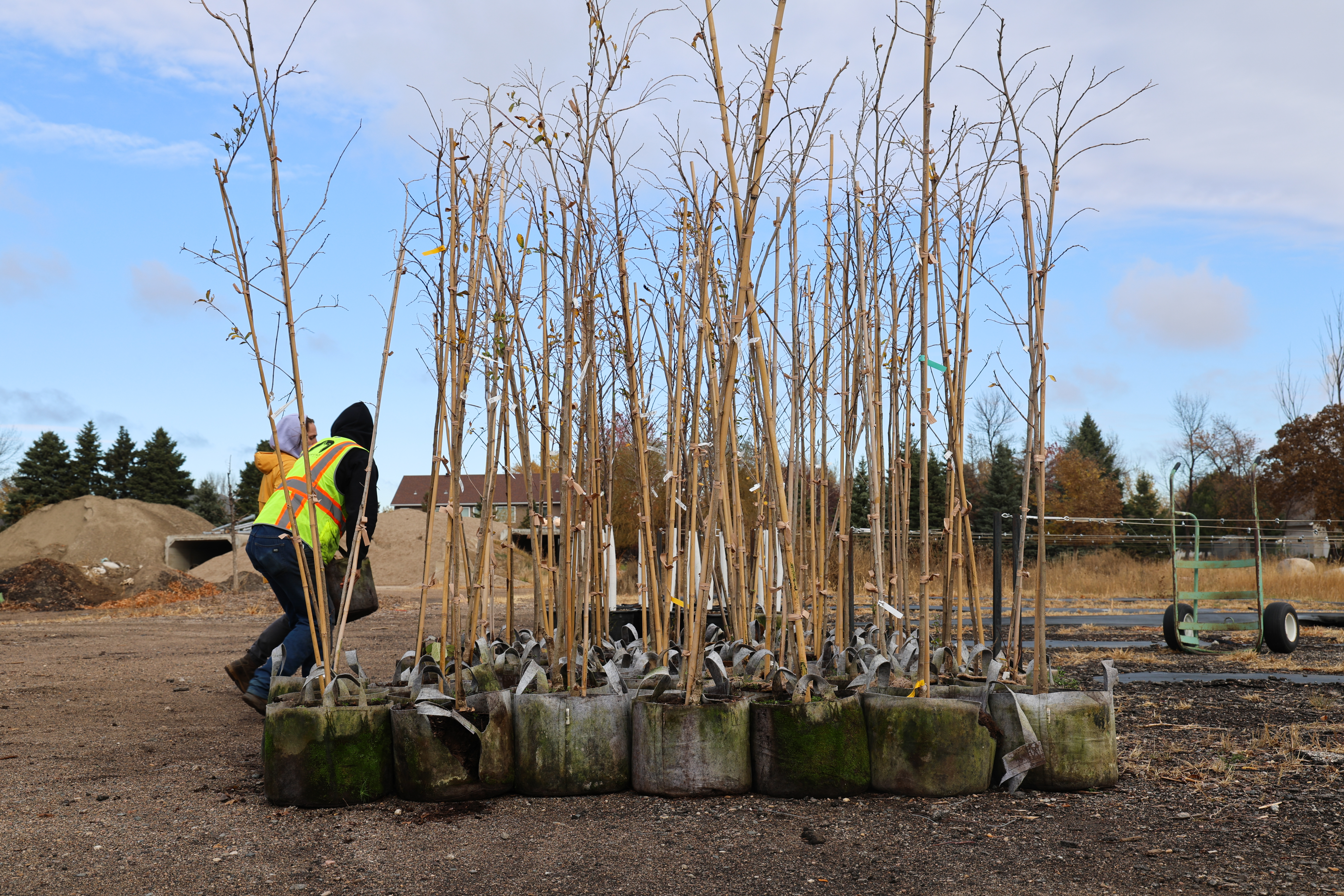 Staff working with trees in nursery pots