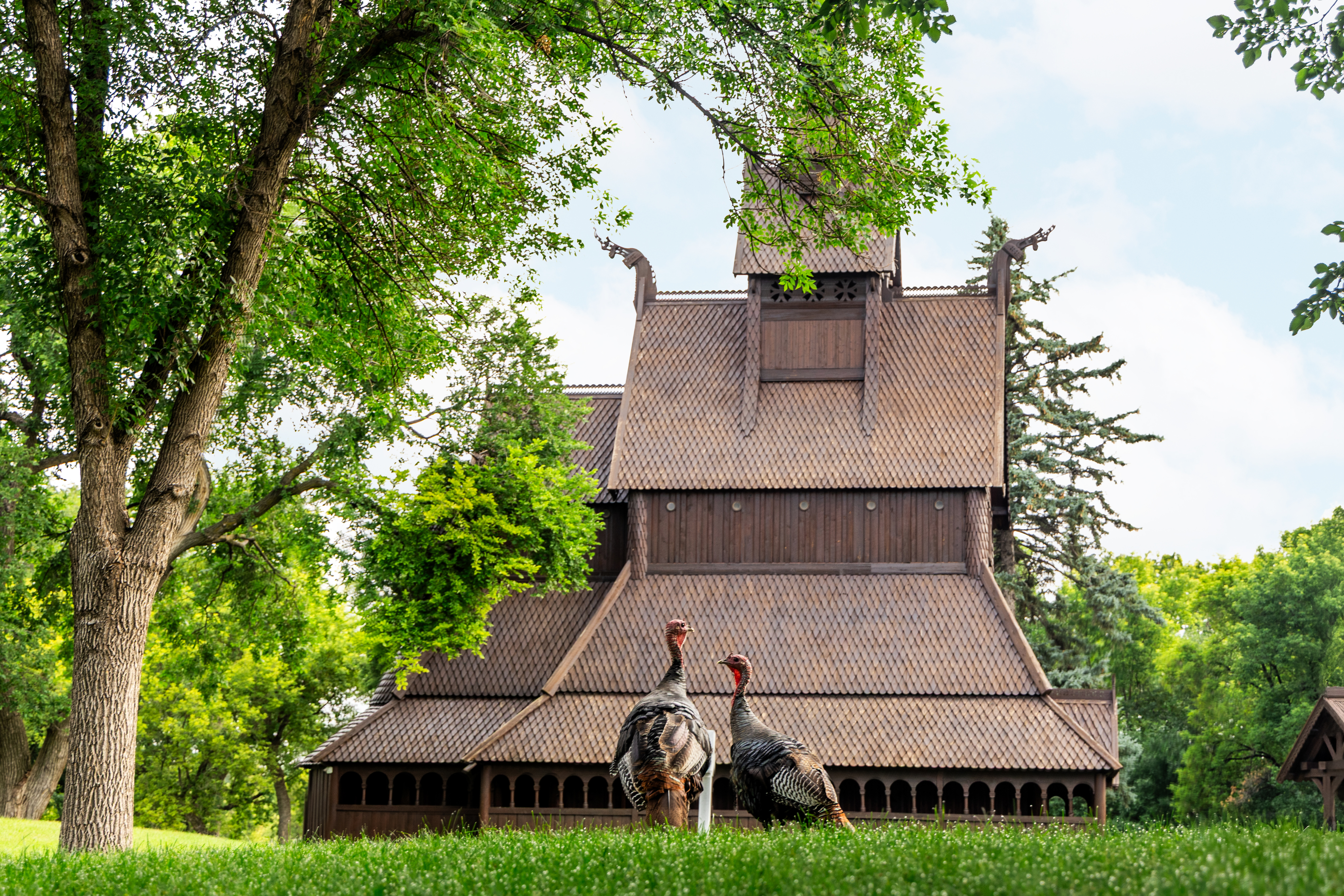 2 turkeys look at Stave Church
