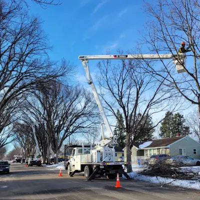 A forester works on a tree by pruning it