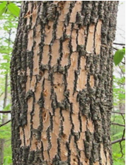 Propeller Tree Invasive Invasive Species and Pests | City of Moorhead