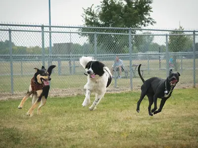 3 dogs playing at the dog park