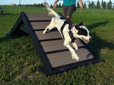 Dog running down ramp