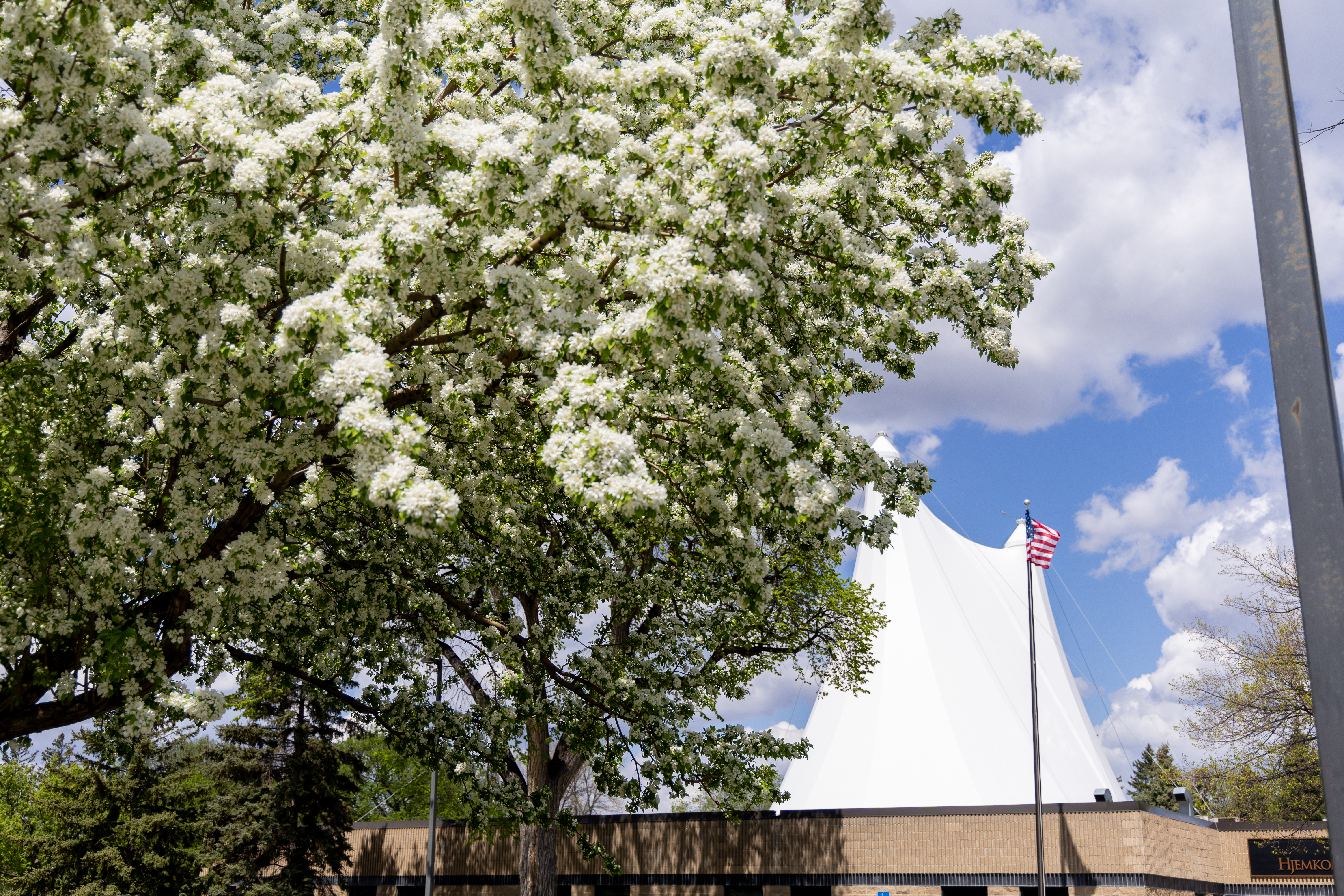 spring blooming on trees in front of the hjemkomst