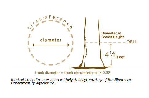 An illistration on how to calculate the tree diameter at breast height