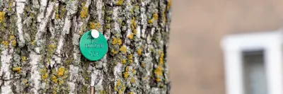 A tree with a green tag marking it for emerald ash borer treatment