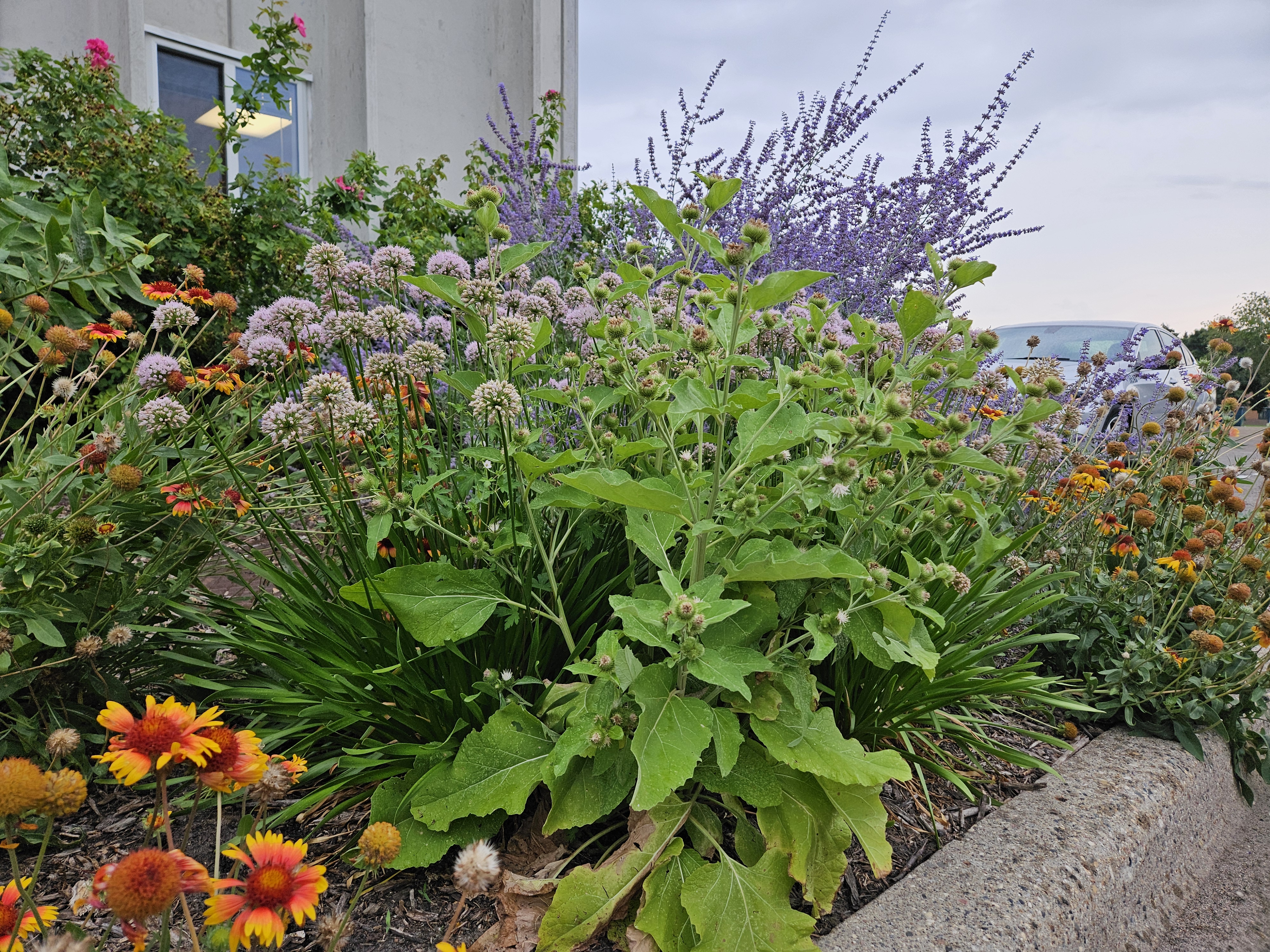 Plants on the side of the curb
