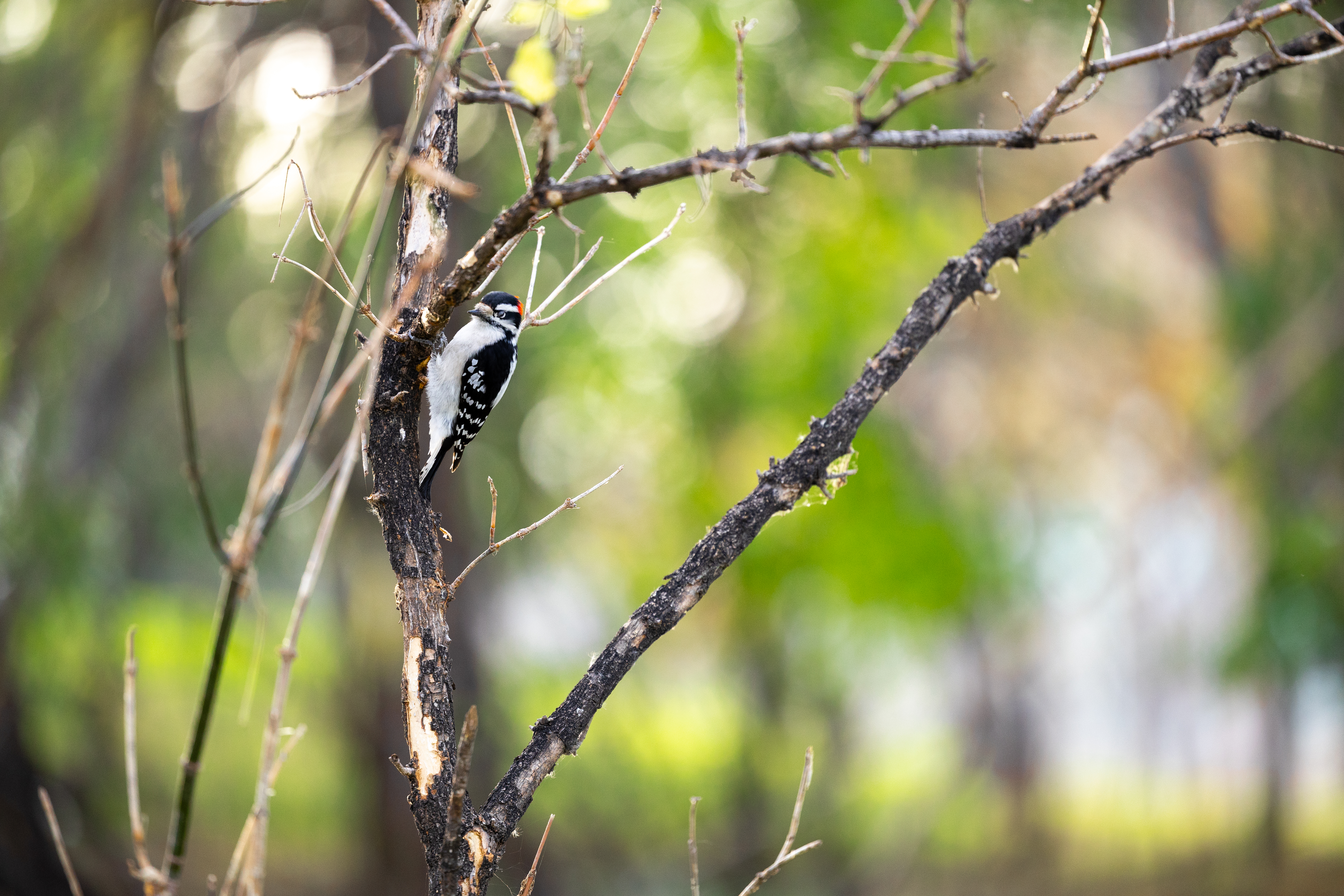 Woodpecker in a tree