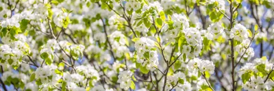 white flowers bloom on a tree