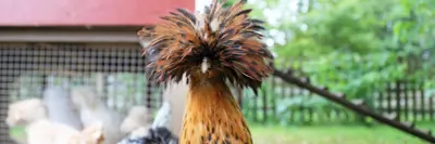 A chicken in a backyard